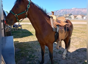 Paso Fino Mestizo, Caballo castrado, 17 años, 152 cm, Castaño rojizo