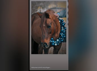 Paso Fino, Caballo castrado, 18 años, 138 cm, Castaño