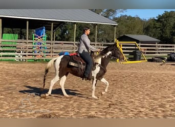 Paso Fino, Caballo castrado, 2 años, 142 cm, Tobiano-todas las-capas