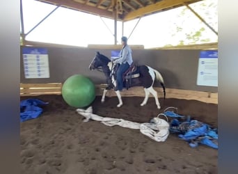 Paso Fino, Caballo castrado, 2 años, 142 cm, Tobiano-todas las-capas