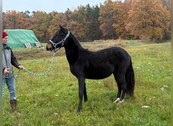 Paso Fino, Caballo castrado, 2 años, 143 cm, Negro