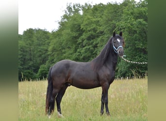 Paso Fino, Caballo castrado, 2 años, 145 cm, Negro