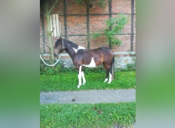 Paso Fino, Caballo castrado, 3 años, 140 cm, Pío