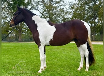 Paso Fino, Caballo castrado, 3 años, 142 cm, Tobiano-todas las-capas