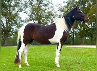 Paso Fino, Caballo castrado, 3 años, 142 cm, Tobiano-todas las-capas