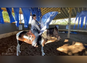 Paso Fino, Caballo castrado, 3 años, 142 cm, Tobiano-todas las-capas