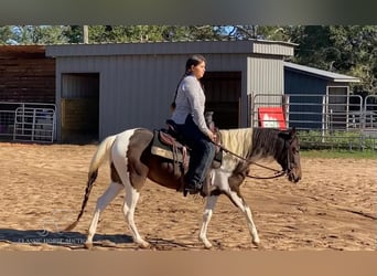 Paso Fino, Caballo castrado, 3 años, 142 cm, Tobiano-todas las-capas