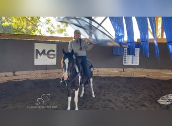 Paso Fino, Caballo castrado, 3 años, 142 cm, Tobiano-todas las-capas