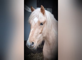 Paso Fino Mestizo, Caballo castrado, 3 años, 144 cm, Palomino