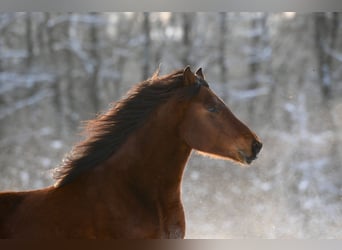 Paso Fino Mestizo, Caballo castrado, 3 años, Castaño