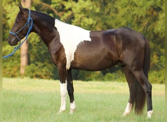 Paso Fino, Caballo castrado, 3 años, Pío