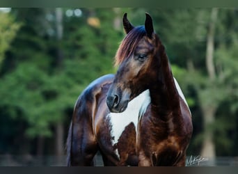 Paso Fino, Caballo castrado, 3 años, Pío