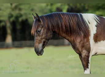 Paso Fino, Caballo castrado, 4 años, 142 cm, Tobiano-todas las-capas