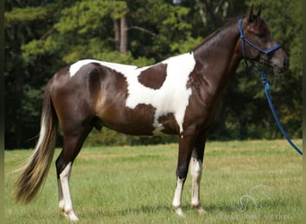 Paso Fino, Caballo castrado, 4 años, 142 cm, Tobiano-todas las-capas