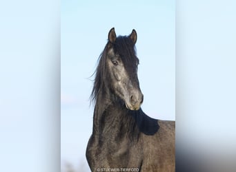 Paso Fino, Caballo castrado, 4 años, 149 cm, Tordillo negro