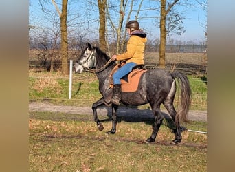 Paso Fino, Caballo castrado, 5 años, 142 cm, Tordo