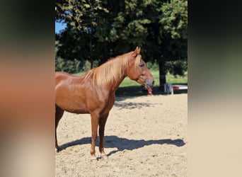 Paso Fino, Caballo castrado, 5 años, 143 cm, Alazán