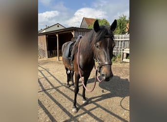 Paso Fino, Caballo castrado, 5 años, 149 cm, Castaño