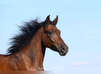 Paso Fino, Caballo castrado, 5 años, Castaño