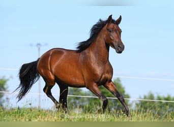 Paso Fino, Caballo castrado, 5 años, Castaño