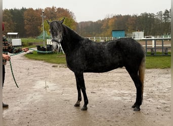 Paso Fino, Caballo castrado, 6 años, 145 cm
