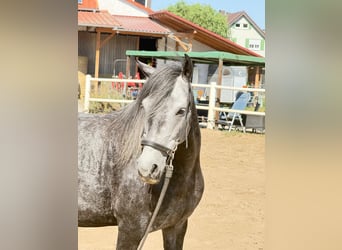 Paso Fino, Caballo castrado, 6 años, 145 cm, White/Blanco