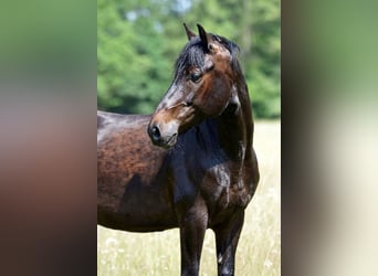 Paso Fino, Caballo castrado, 6 años, 148 cm, Morcillo