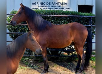 Paso Fino, Caballo castrado, 8 años, 142 cm, Castaño rojizo