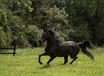 Paso Fino, Caballo castrado, 8 años, 152 cm, Negro