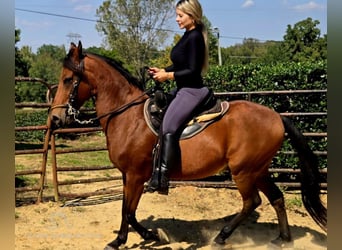 Paso Fino, Caballo castrado, 9 años, 142 cm, Castaño rojizo