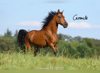 Paso Fino, Caballo castrado, 9 años, 148 cm, Bayo