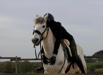 Paso Fino Mix, Castrone, 16 Anni, 143 cm, Grigio