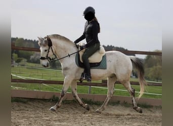 Paso Fino Mix, Castrone, 16 Anni, 143 cm, Grigio