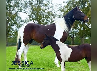 Paso Fino, Castrone, 2 Anni, 142 cm, Tobiano-tutti i colori