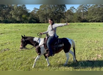 Paso Fino, Castrone, 2 Anni, 142 cm, Tobiano-tutti i colori