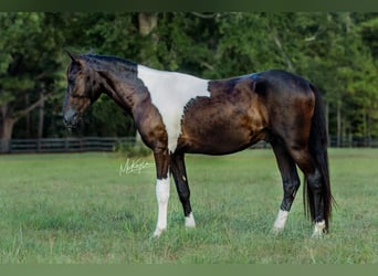 Paso Fino, Castrone, 3 Anni, Pezzato