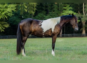 Paso Fino, Castrone, 3 Anni, Pezzato