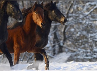 Paso Fino Mix, Castrone, 4 Anni, Baio