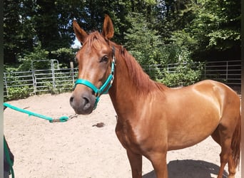 Paso Fino, Castrone, 4 Anni, Sauro ciliegia