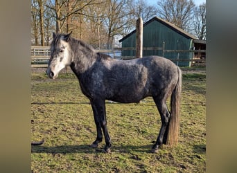 Paso Fino, Castrone, 5 Anni, 142 cm, Grigio