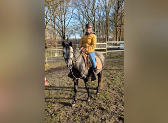 Paso Fino, Castrone, 5 Anni, 142 cm, Grigio