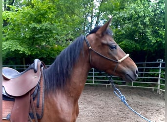 Paso Fino, Castrone, 6 Anni, Baio