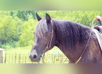 Paso Fino, Castrone, 7 Anni, 152 cm, Morello