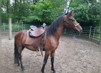 Paso Fino, Castrone, 7 Anni, Baio