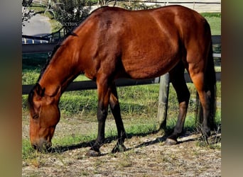 Paso Fino, Castrone, 8 Anni, 142 cm, Baio ciliegia