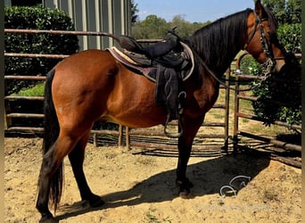 Paso Fino, Castrone, 8 Anni, 142 cm, Baio ciliegia