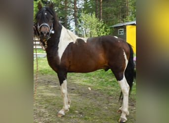 Paso Fino, Étalon, 10 Ans, Pinto