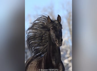 Paso Fino, Étalon, 11 Ans, 149 cm, Noir