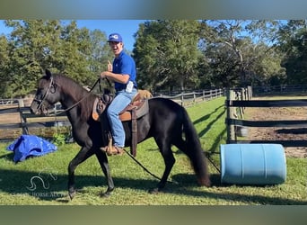 Paso Fino, Étalon, 2 Ans, 142 cm, Noir