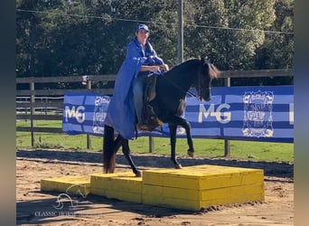 Paso Fino, Étalon, 2 Ans, 142 cm, Noir